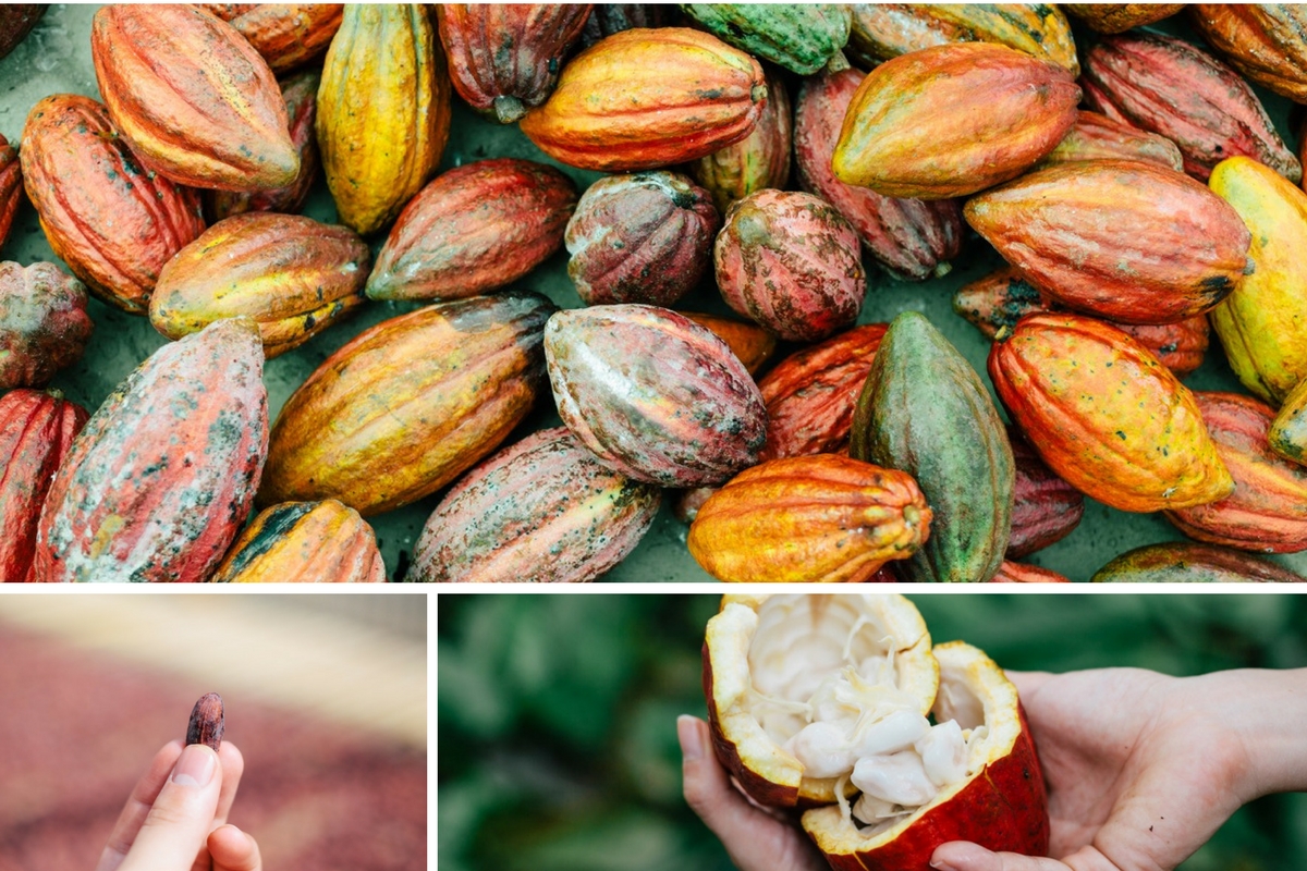 カカオポッドを割ると白い「パルプ」という果肉の部分が出てきて、この果実の部分をしっかり発酵させることによって、フルーティーで香り豊かなカカオ豆が出来る。