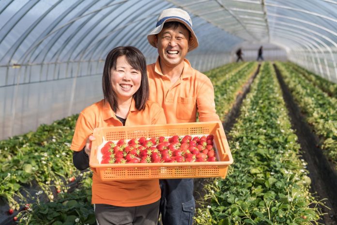 イチゴづくりはチームづくりから。「村田さん家のいちご」が美味しい本当の理由